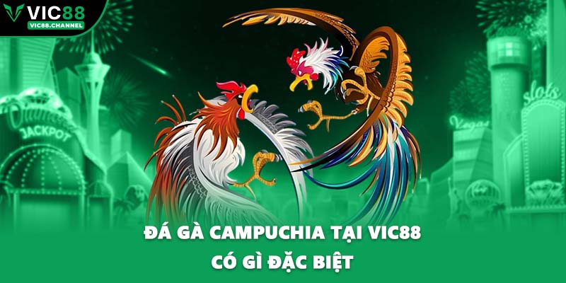 Đá gà Campuchia tại VIC88 có gì đặc biệt