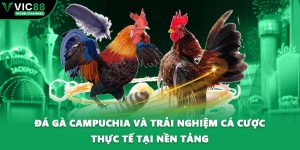 Đá Gà Campuchia Và Trải Nghiệm Cá Cược Thực Tế Tại Nền Tảng