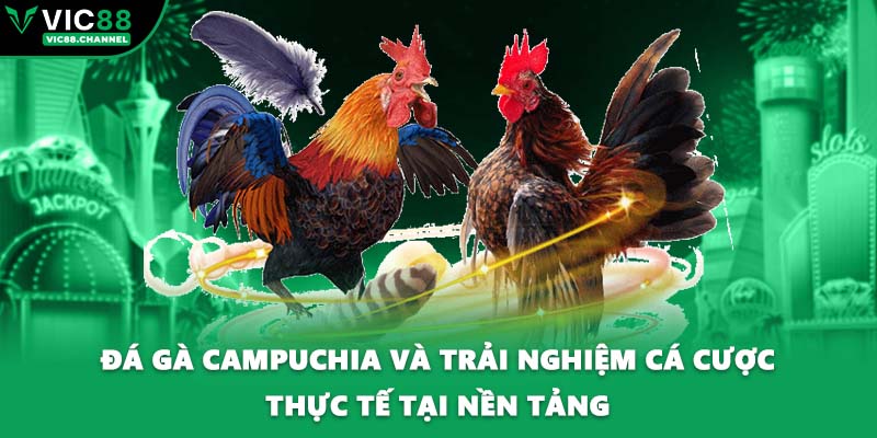 Đá Gà Campuchia Và Trải Nghiệm Cá Cược Thực Tế Tại Nền Tảng