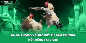 Đá Gà Thomo Và Sức Hút Từ Đấu Trường Nổi Tiếng Tại VIC88