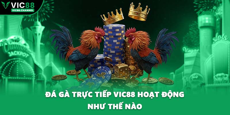 Đá gà trực tiếp VIC88 hoạt động như thế nào