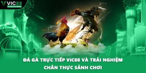 Đá Gà Trực Tiếp VIC88 Và Trải Nghiệm Chân Thực Sảnh Chơi