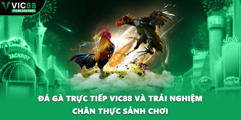 Đá Gà Trực Tiếp VIC88 Và Trải Nghiệm Chân Thực Sảnh Chơi
