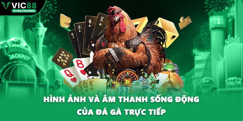 Hình ảnh và âm thanh sống động của đá gà trực tiếp