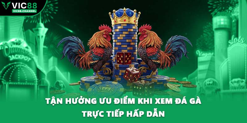 Trải nghiệm xem đá gà VIC88 trực tiếp hấp dẫn