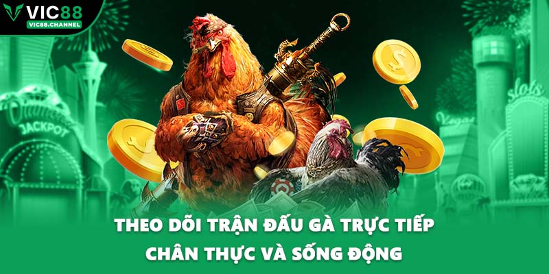 Theo dõi trận đấu gà trực tiếp chân thực và sống động