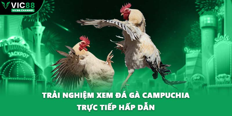 Trải nghiệm xem đá gà Campuchia trực tiếp hấp dẫn