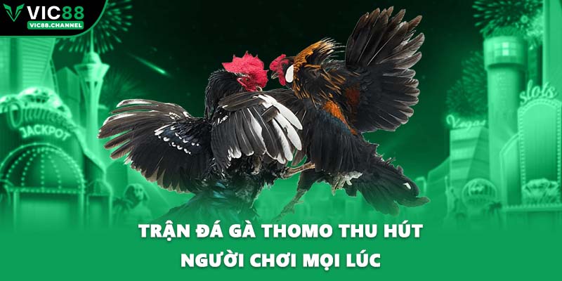 Trận đá gà Thomo thu hút người chơi mọi lúc